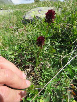 Image of Gymnadenia austriaca var. gallica (E. Breiner & R. Breiner) P. Delforge