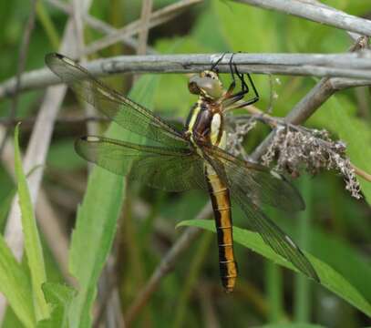 Слика од Libellula cyanea Fabricius 1775