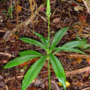 Image of Rarotonga ground-orchid