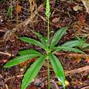 Слика од Habenaria amplifolia Cheeseman