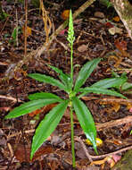 Слика од Habenaria amplifolia Cheeseman