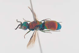 Image of Chrysis viridula L.