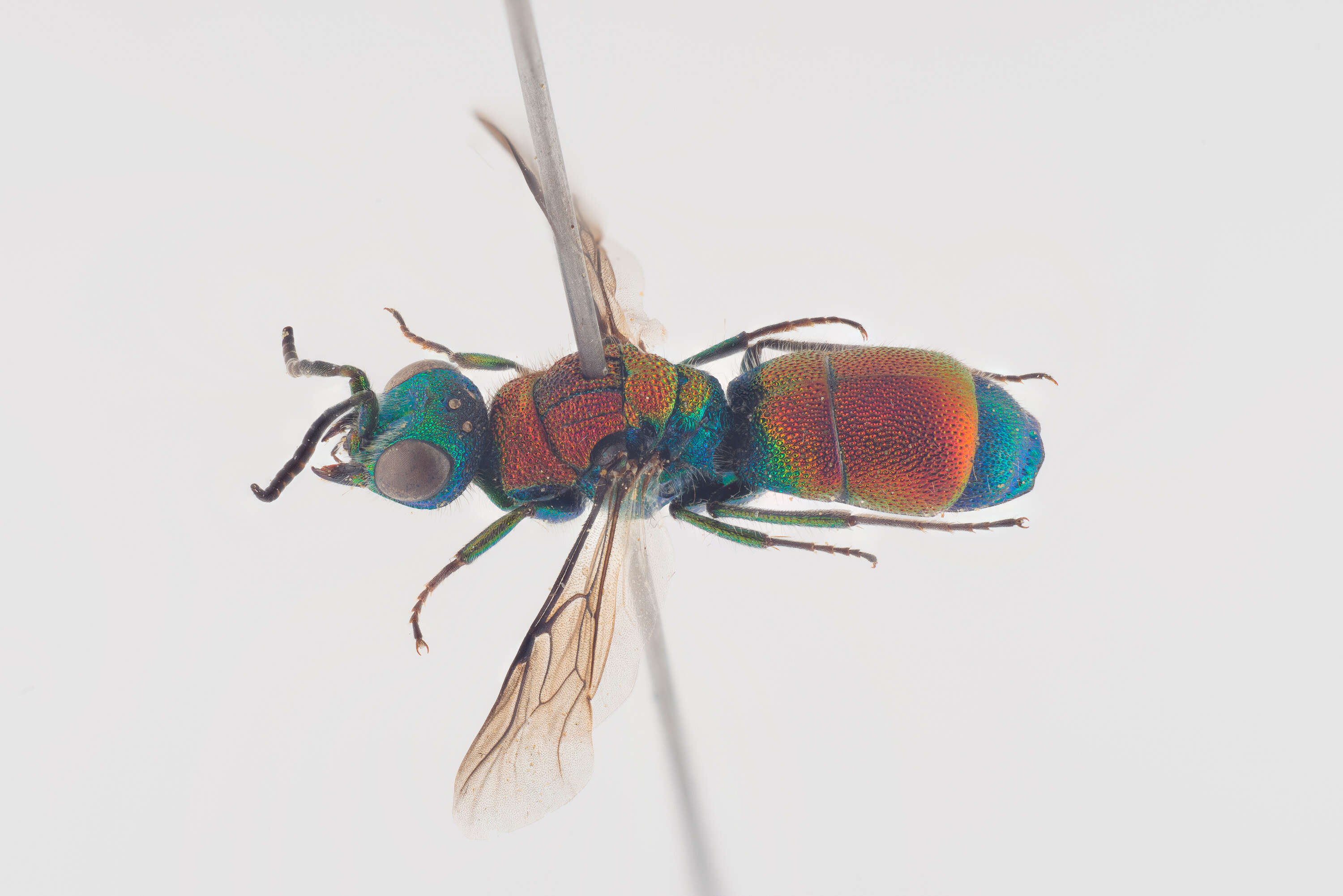 Imagem de Chrysis viridula L.