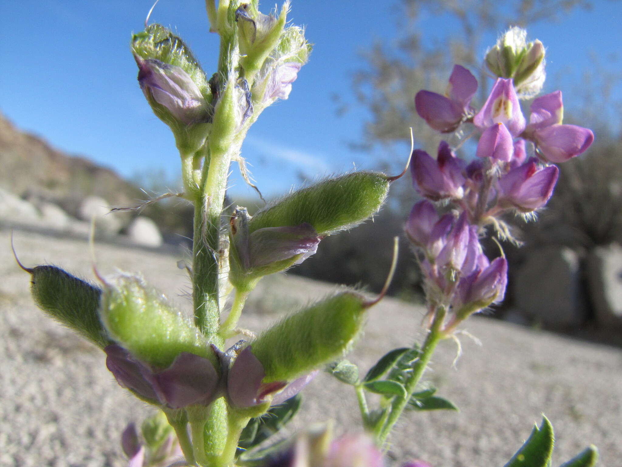 Imagem de Lupinus arizonicus (S. Watson) S. Watson