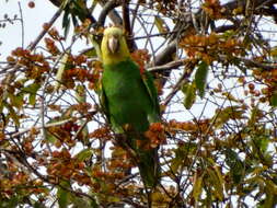 Image of Yellow-headed Parrot, Yellow-headed Amazon