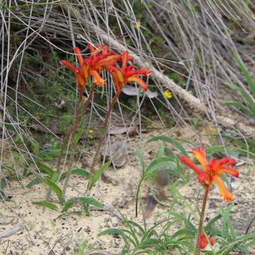 Imagem de Anigozanthos humilis Lindl.