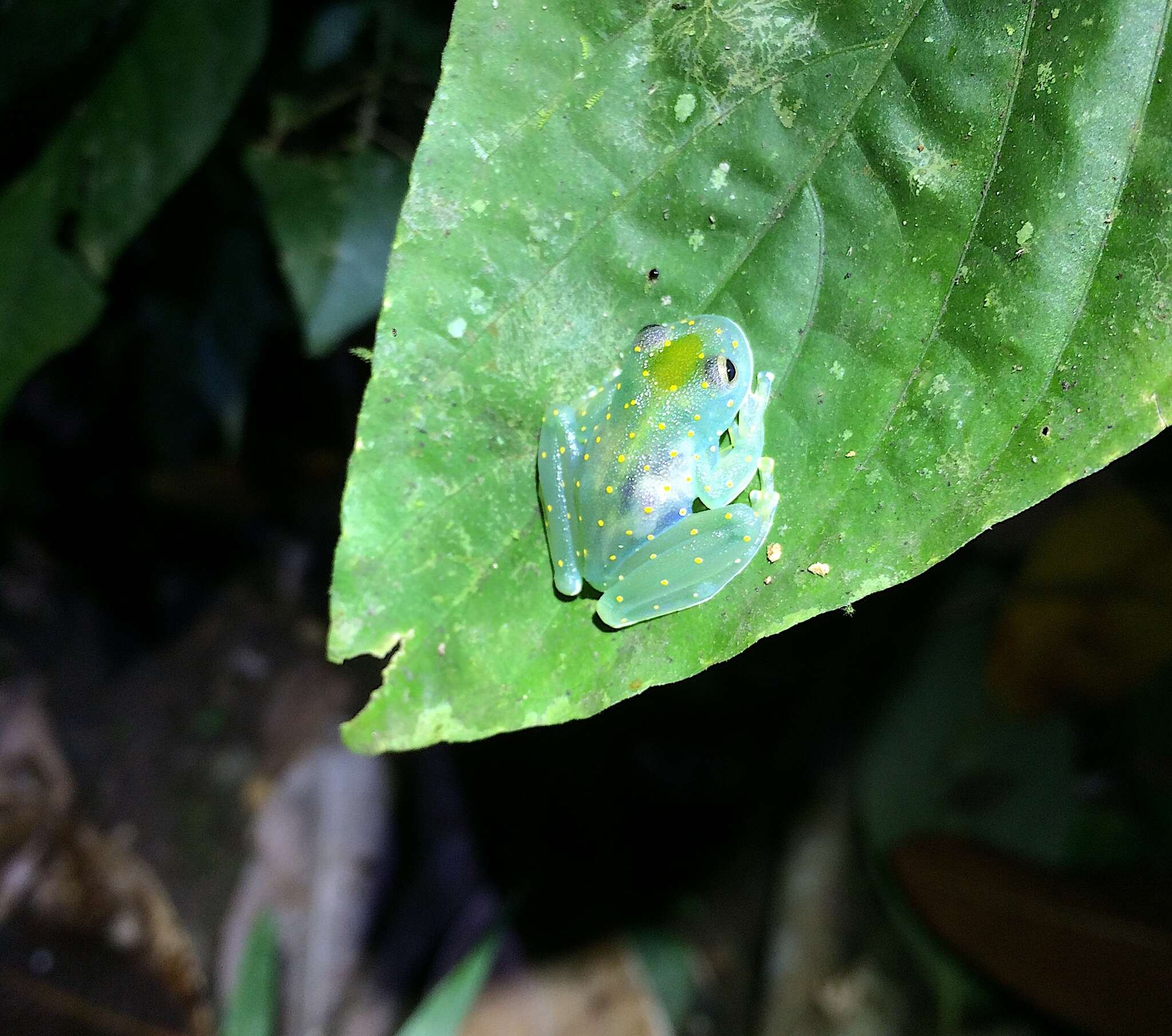 Image of San Jose Cochran Frog