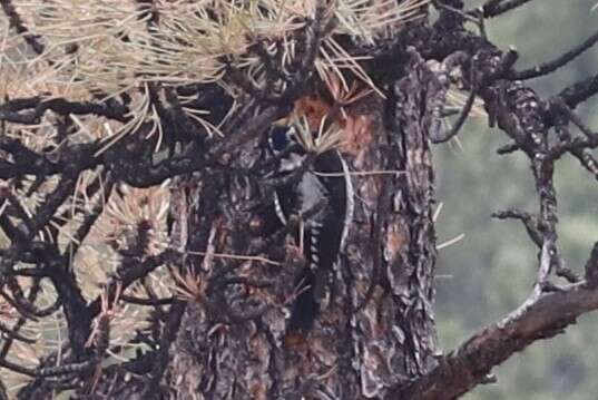 Image of Alpine Three-toed Woodpecker