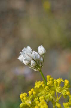 Image of Allium oreoprasum Schrenk