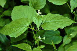 Image of Alpine enchanter’s-nightshade