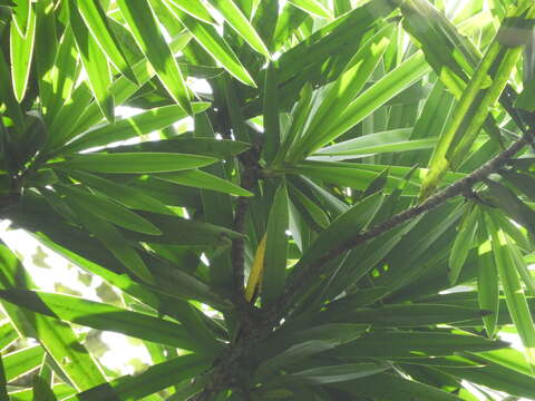 Image of Small-leaved dragon tree