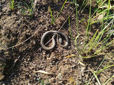 Image of Dice Snake