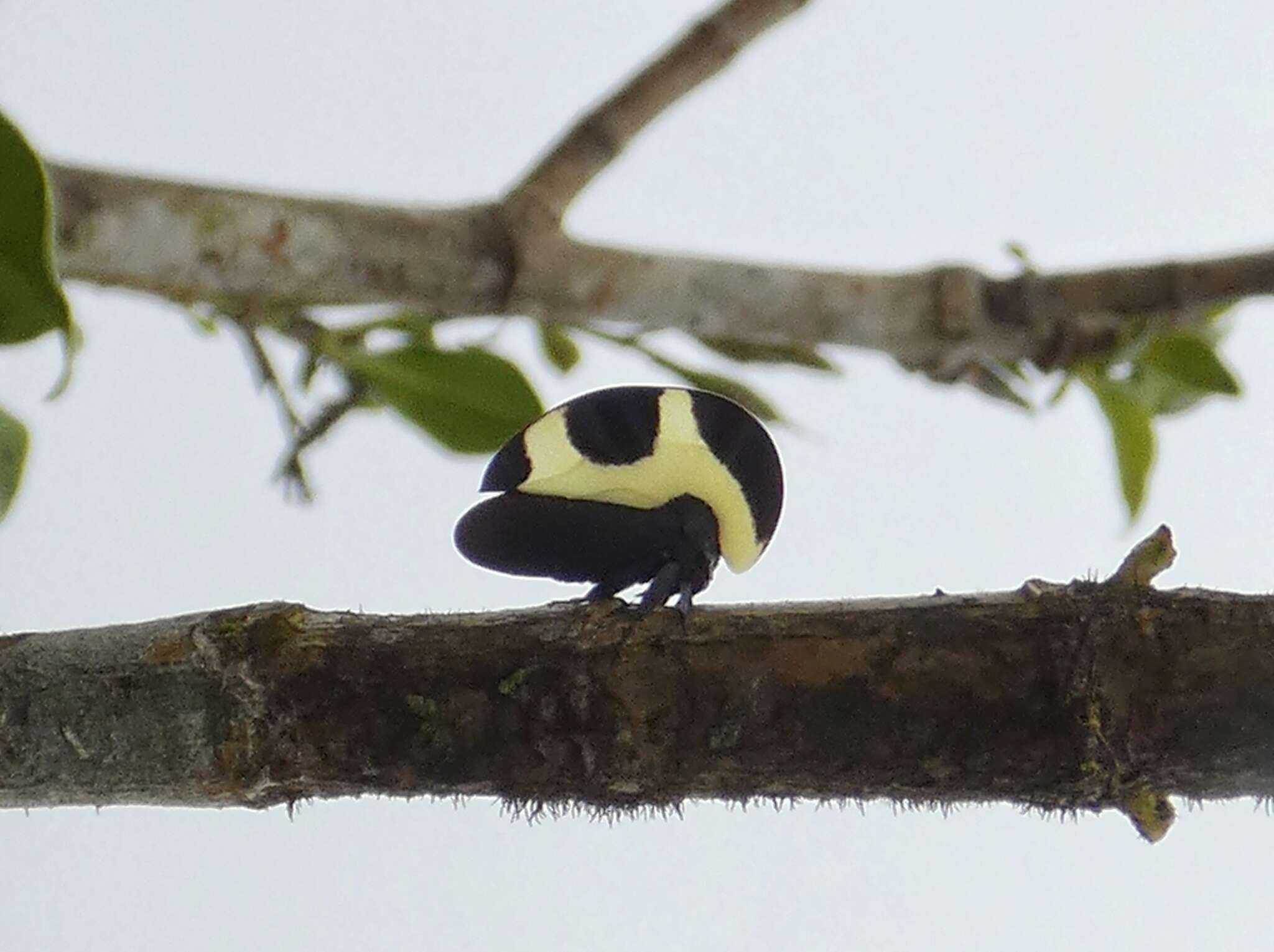 Image of Membracis trimaculata Fairmaire