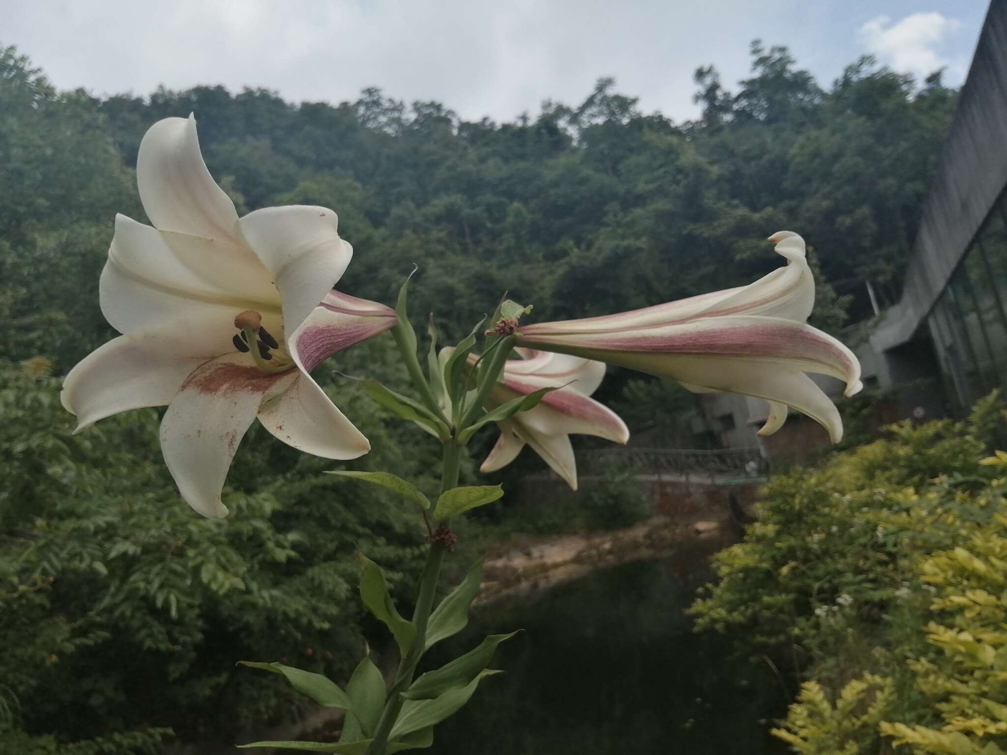 Image of Chinese Lily