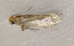 Image of case-bearing clothes moth