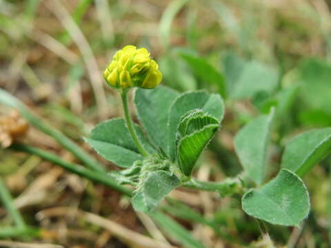 Image of black medick