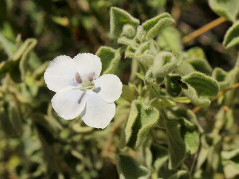 Image of Barleria heterotricha Lindau