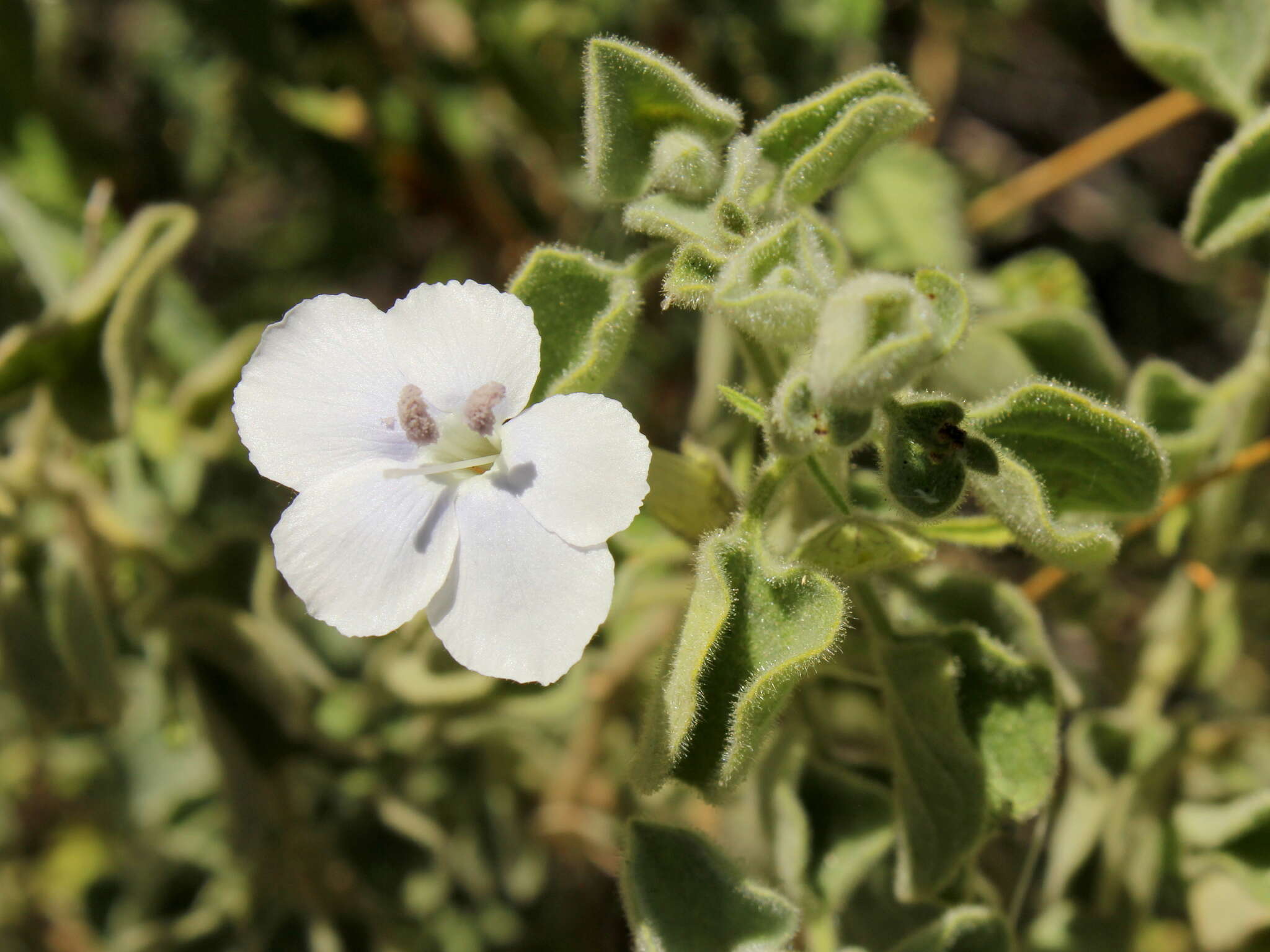 Imagem de Barleria heterotricha Lindau