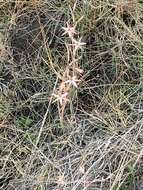 Image of Hesperantha longicollis Baker