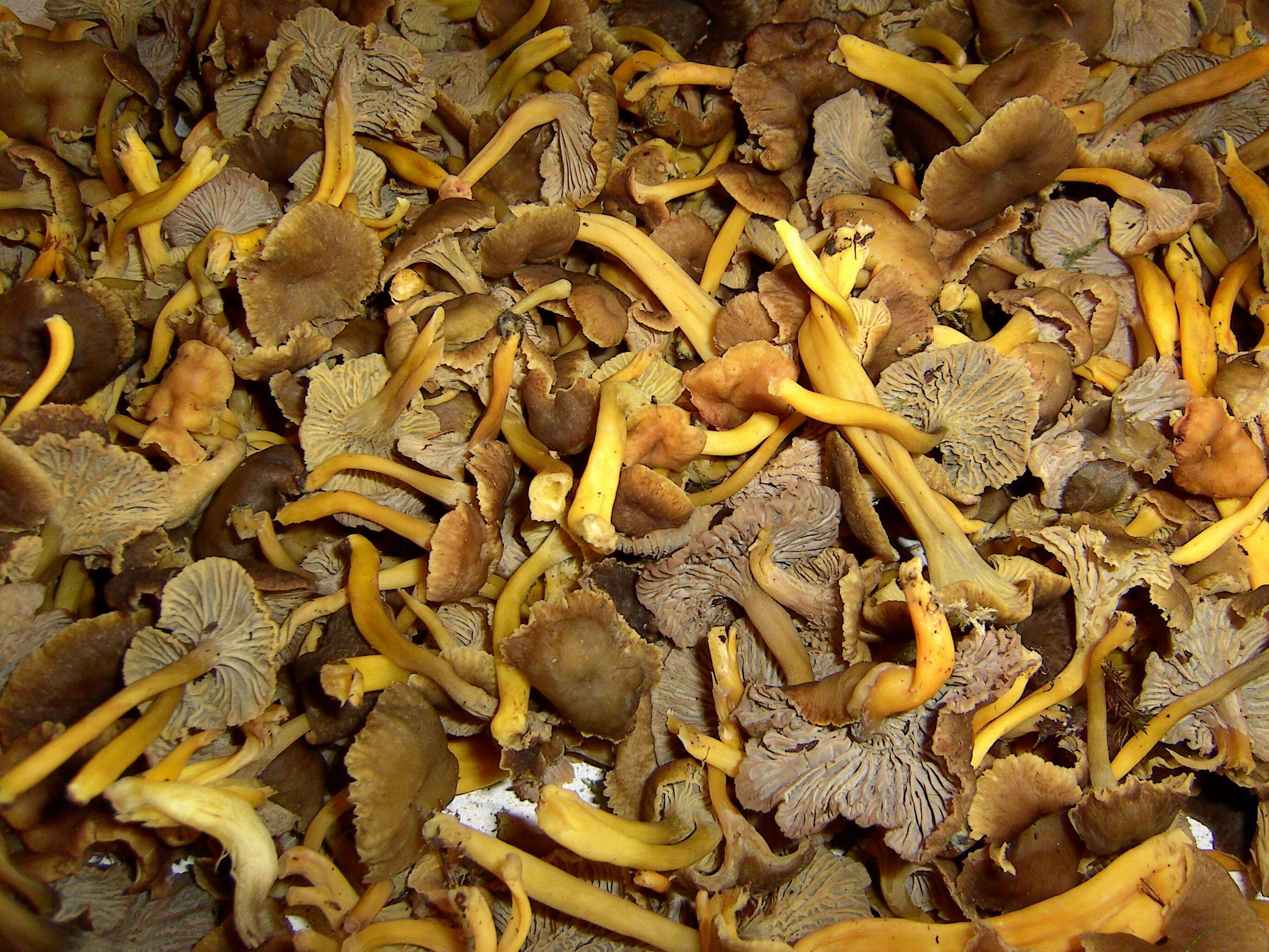 Image of Funnel Chanterelle