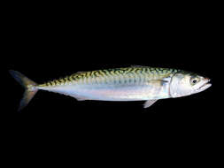 Image of Atlantic Mackerel