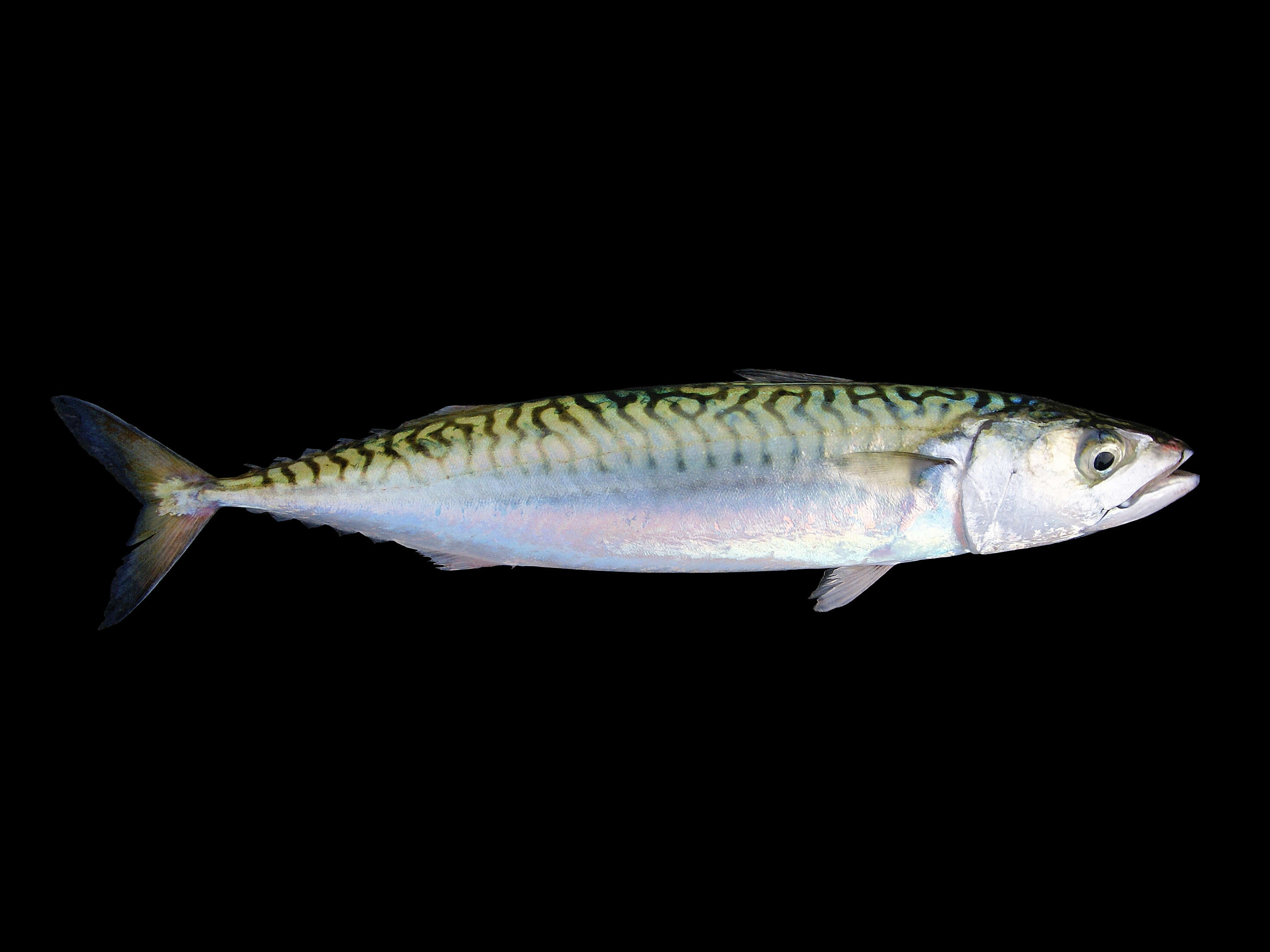 Image of Atlantic Mackerel