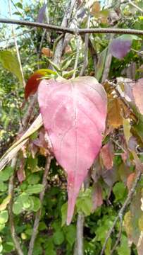 Hypoestes caudata Benoist resmi