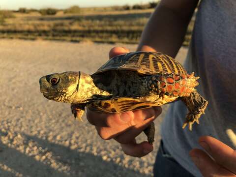 Image of Ornate box turtle