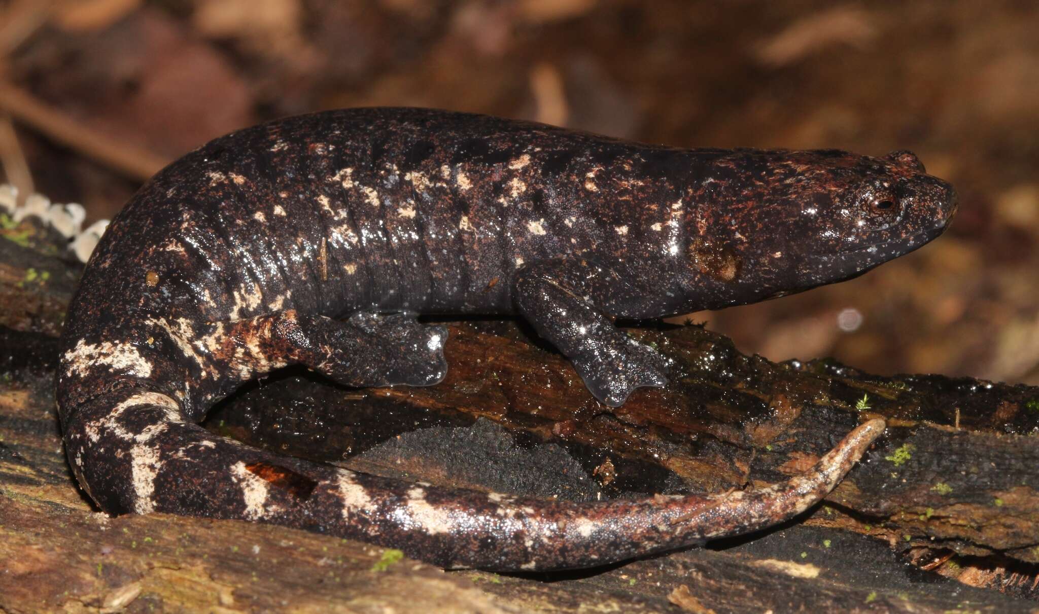 Imagem de Bolitoglossa dofleini (Werner 1903)