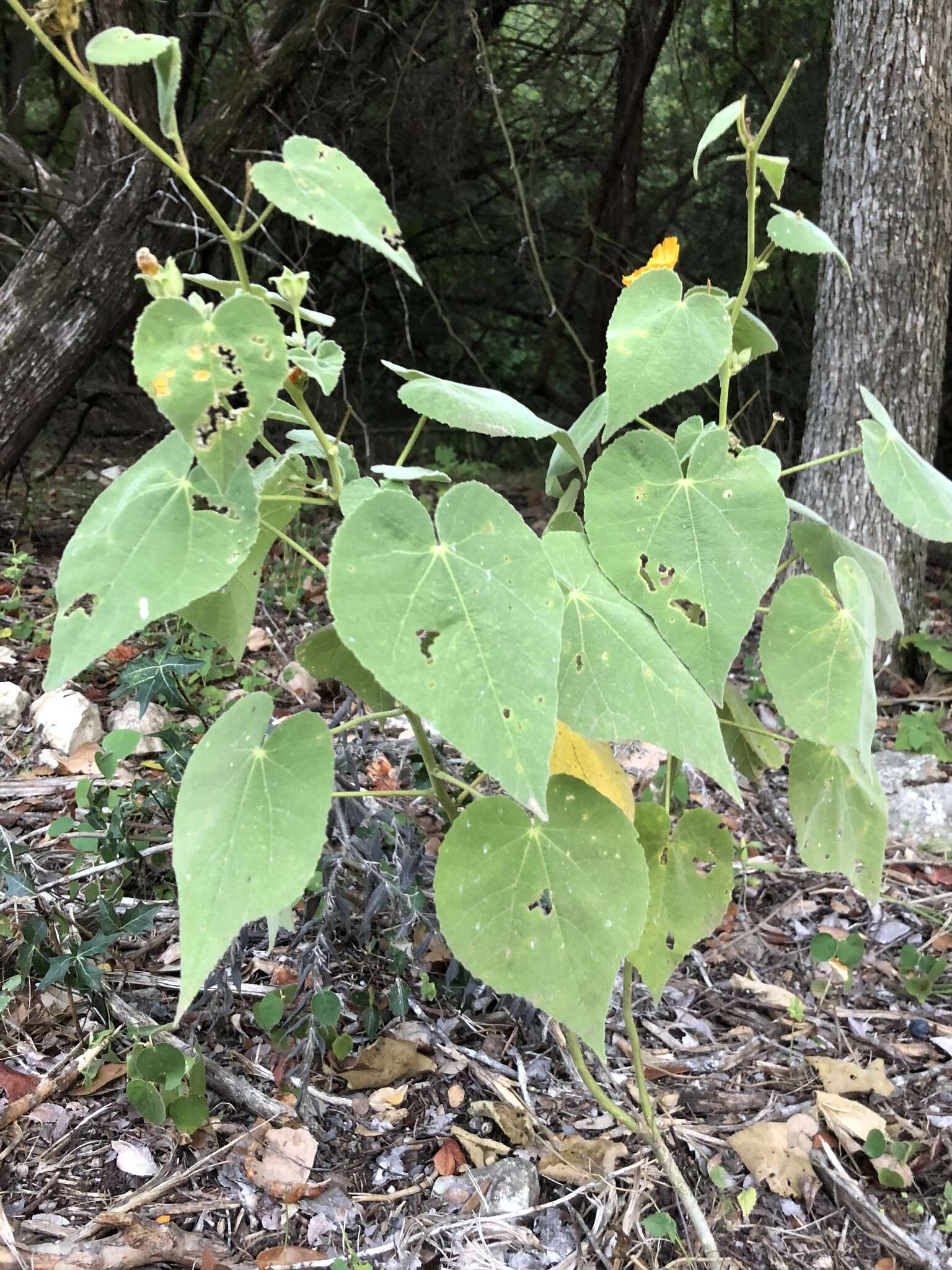 Imagem de Allowissadula holosericea (Scheele) D. M. Bates