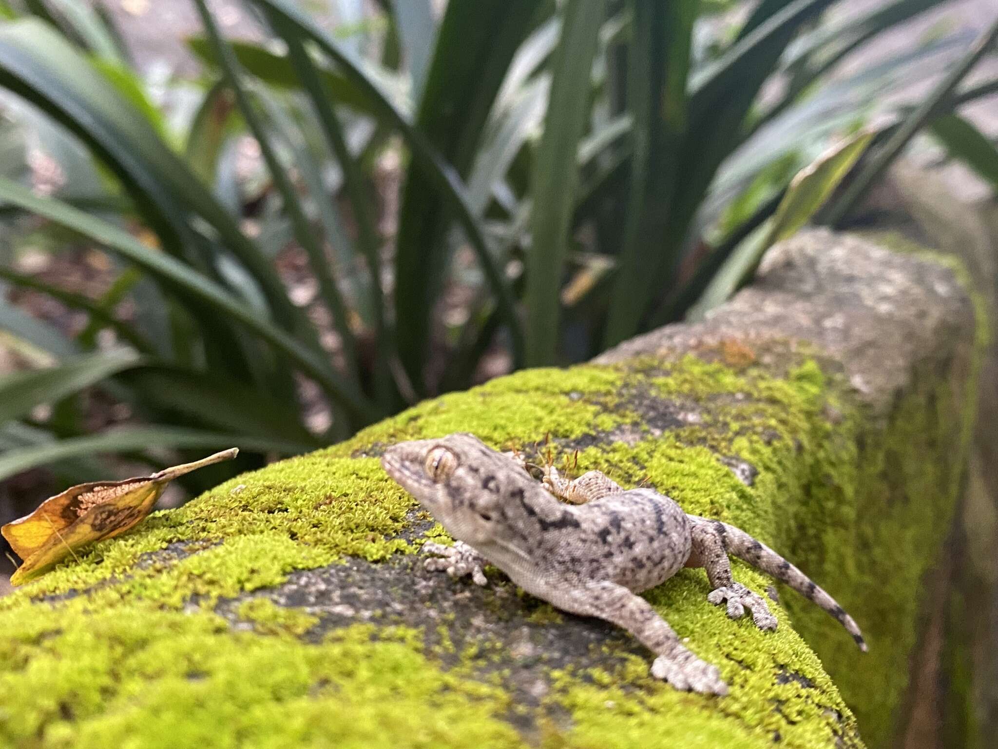 Image of Wahlberg's Velvet Gecko