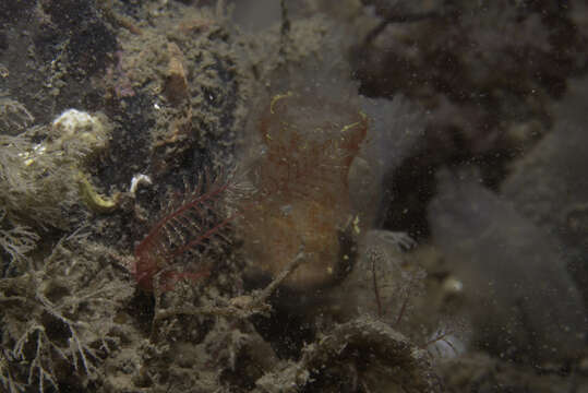 Image of gas mantle ascidian