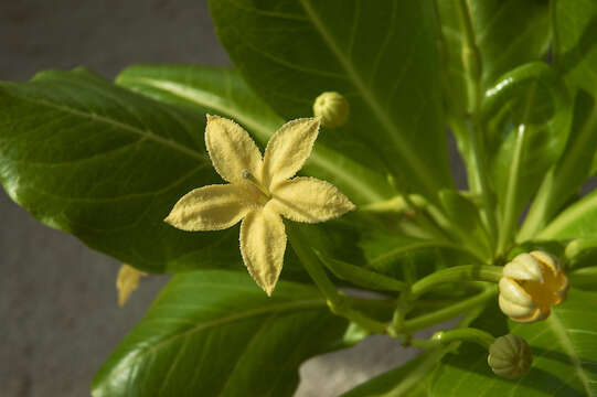 Image of cabbage on a stick