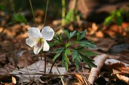 Image of Viola chaerophylloides var. sieboldiana (Maxim.) Makino