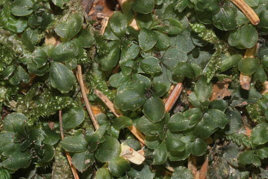 Image of Dotted Thyme-moss