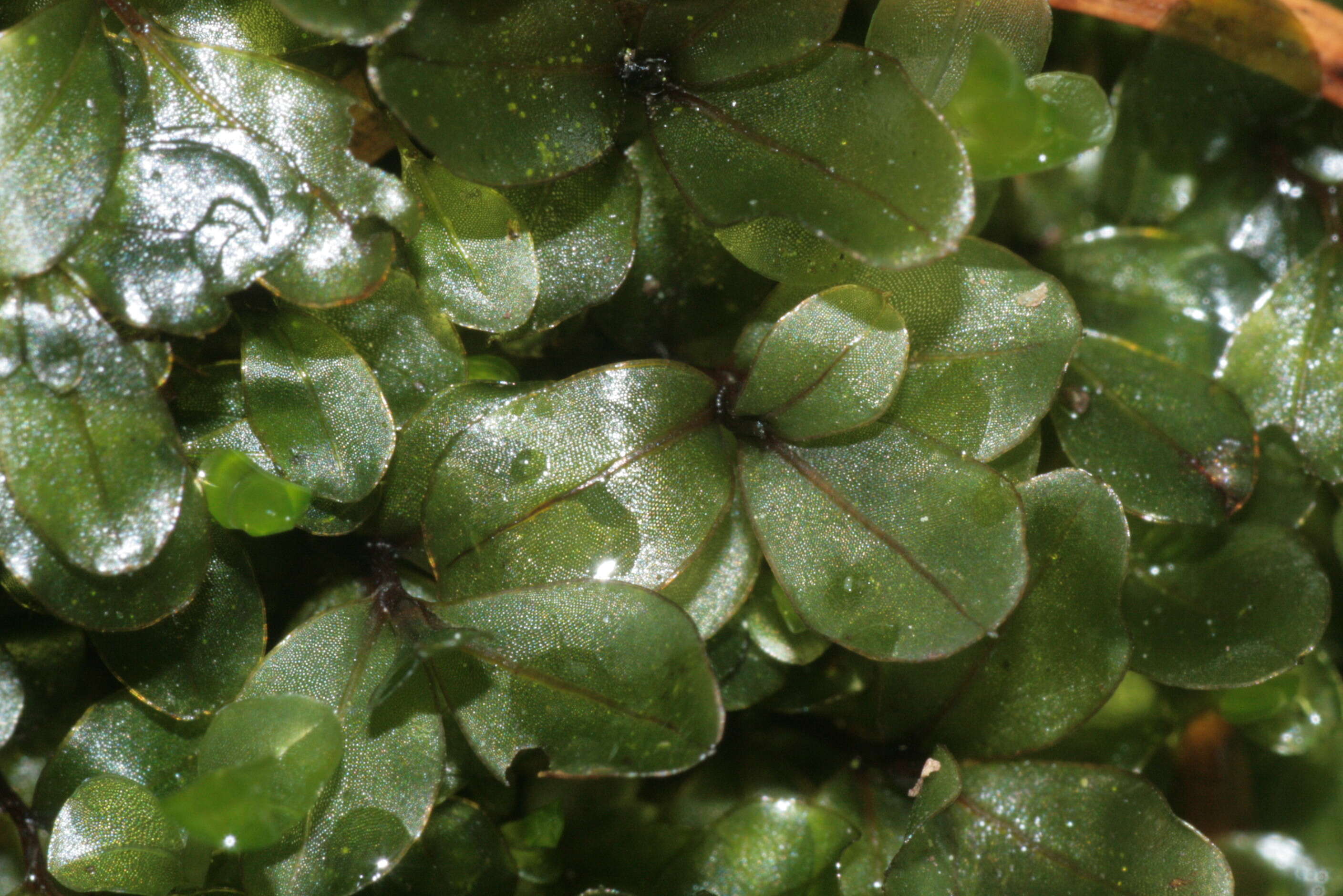 Image of Dotted Thyme-moss