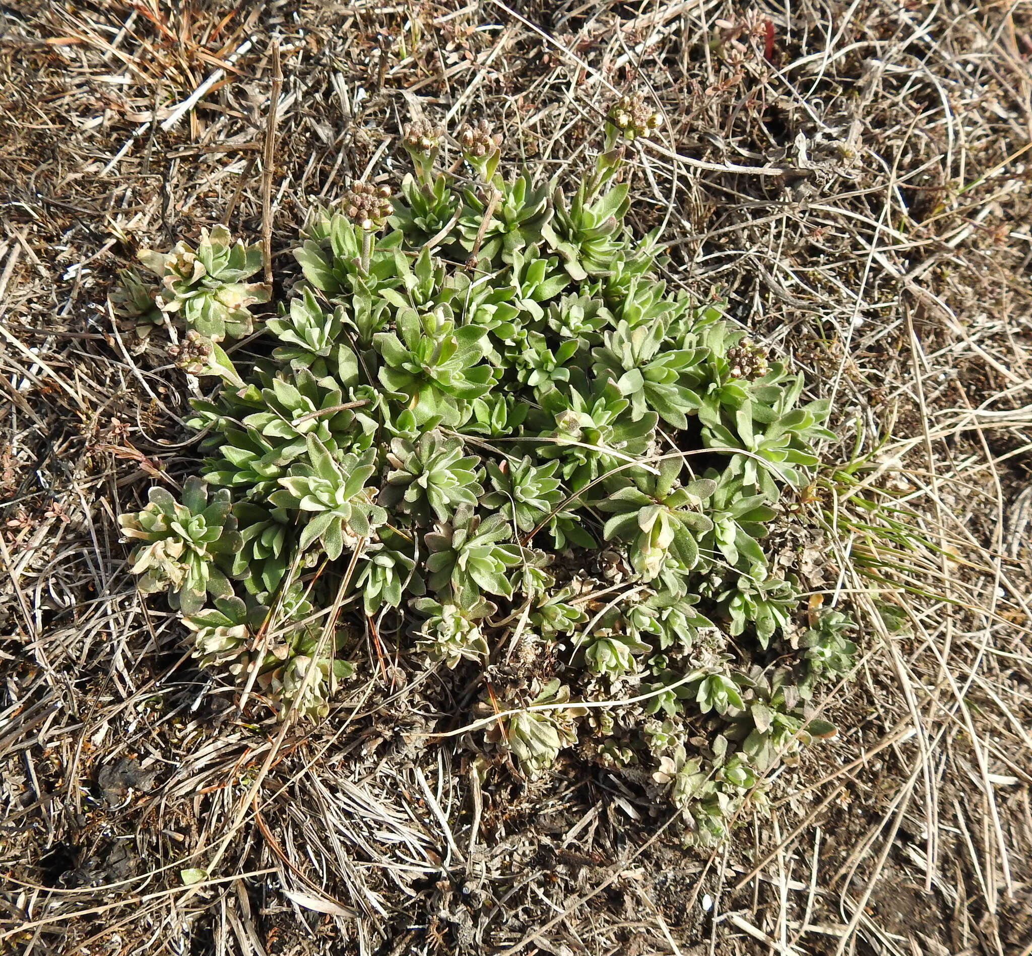 Plancia ëd Schivereckia podolica (Besser) Andrz.