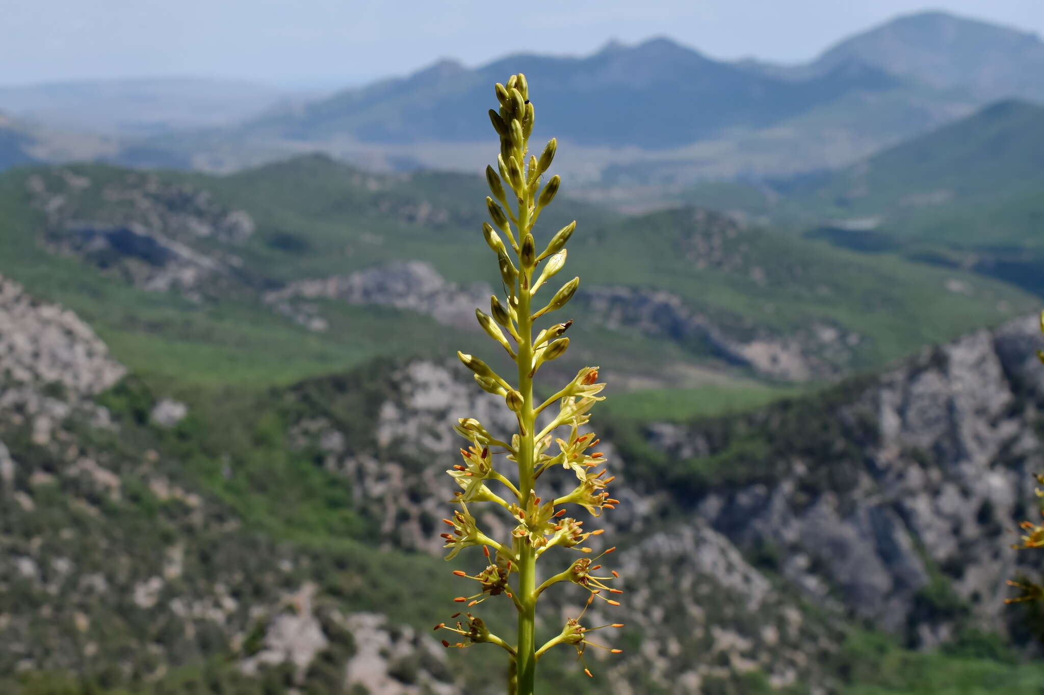 Image of Eremurus spectabilis M. Bieb.