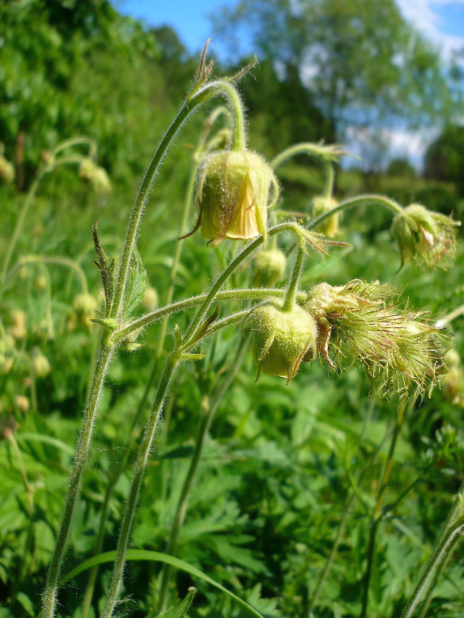 Image of Geum intermedium Ehrh.