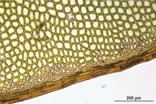 Imagem de Rhizomnium punctatum T. Koponen 1968