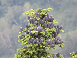 Image of Maries's Fir