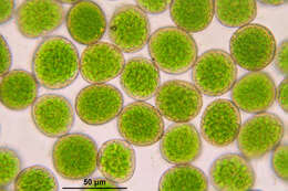 Image of Dotted Thyme-moss