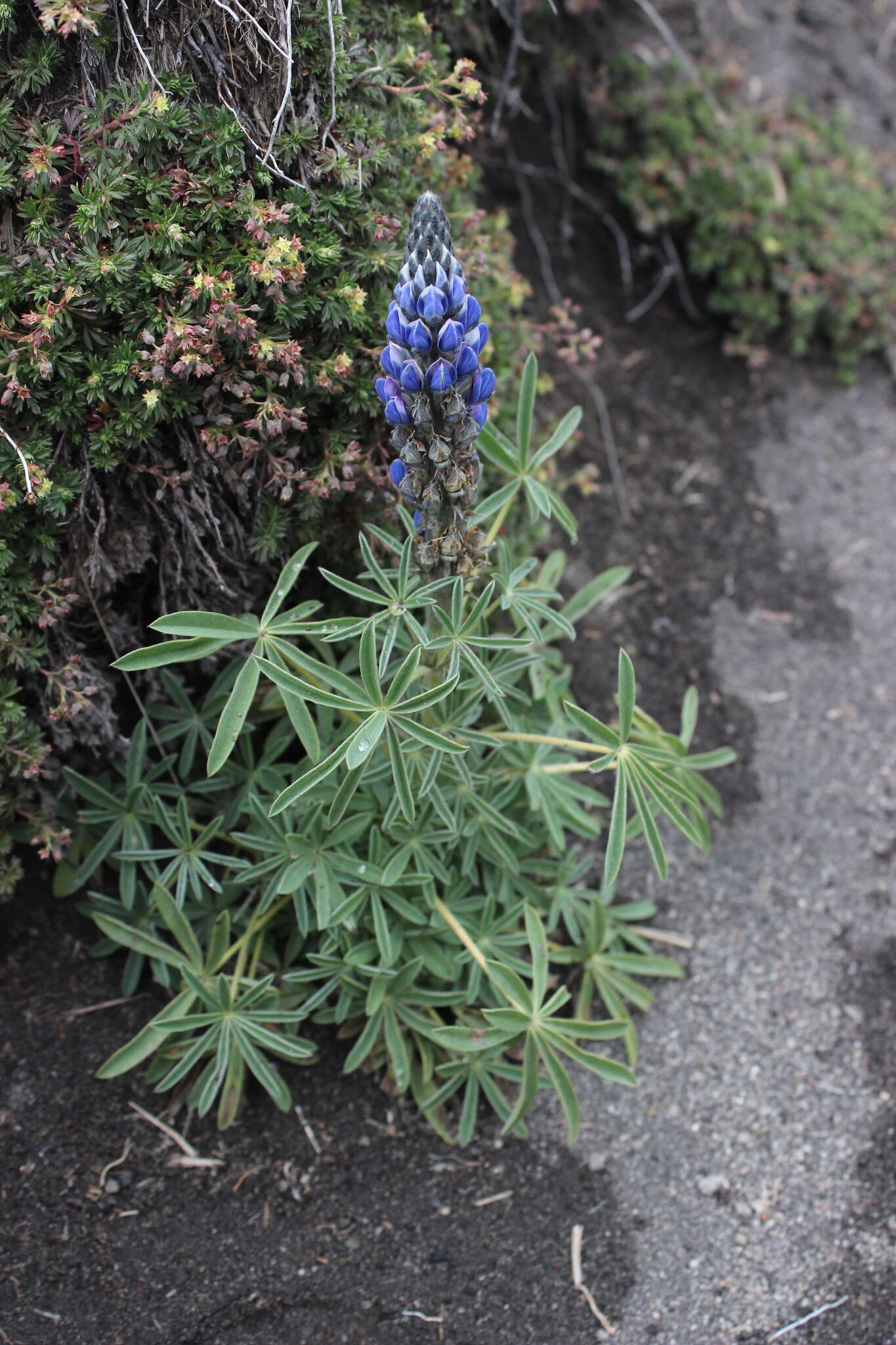 Image de Lupinus exaltatus Zucc.