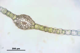 Imagem de Rhizomnium punctatum T. Koponen 1968