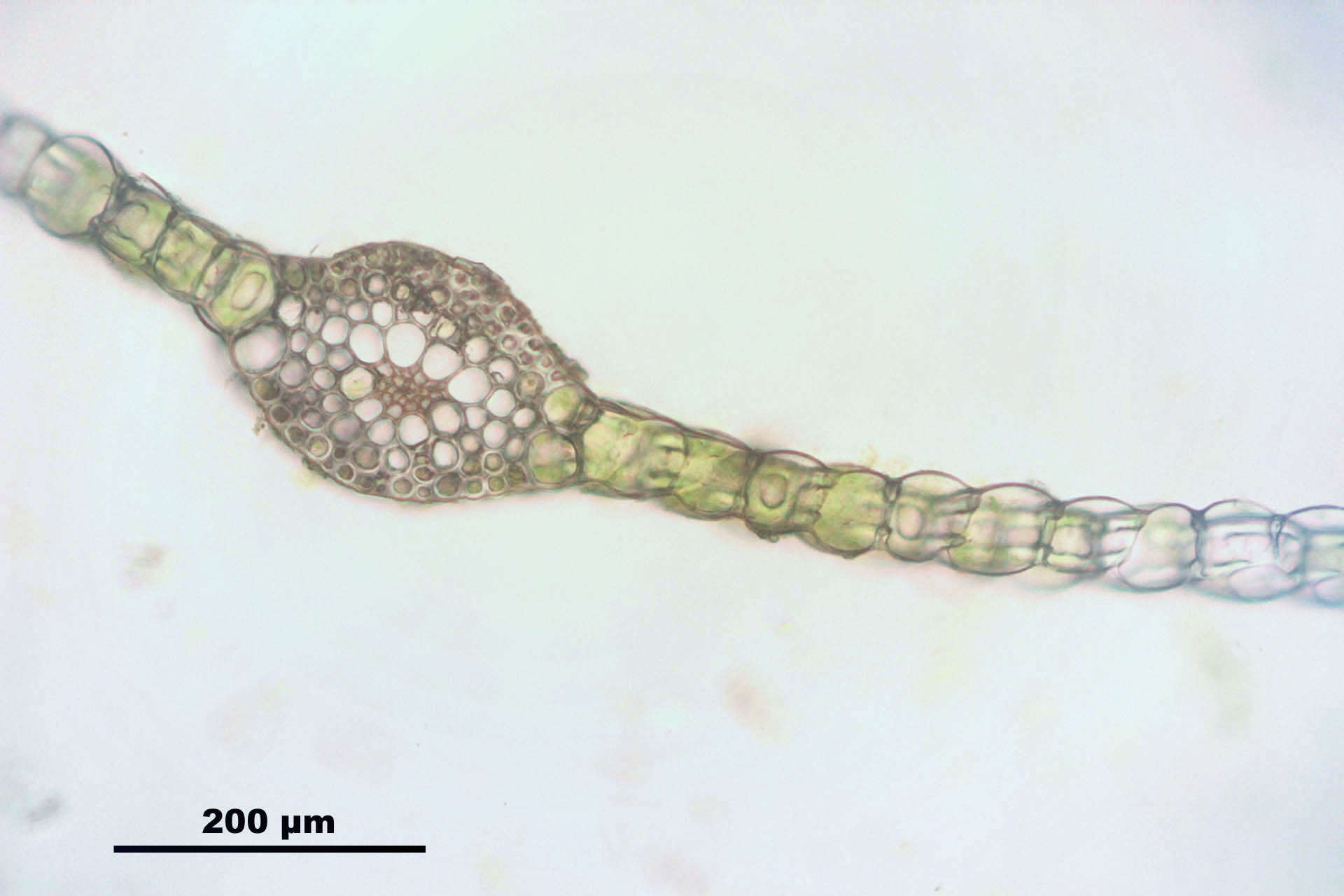 Imagem de Rhizomnium punctatum T. Koponen 1968