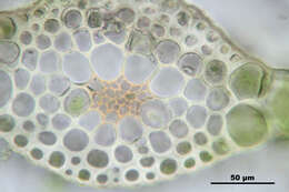 Imagem de Rhizomnium punctatum T. Koponen 1968