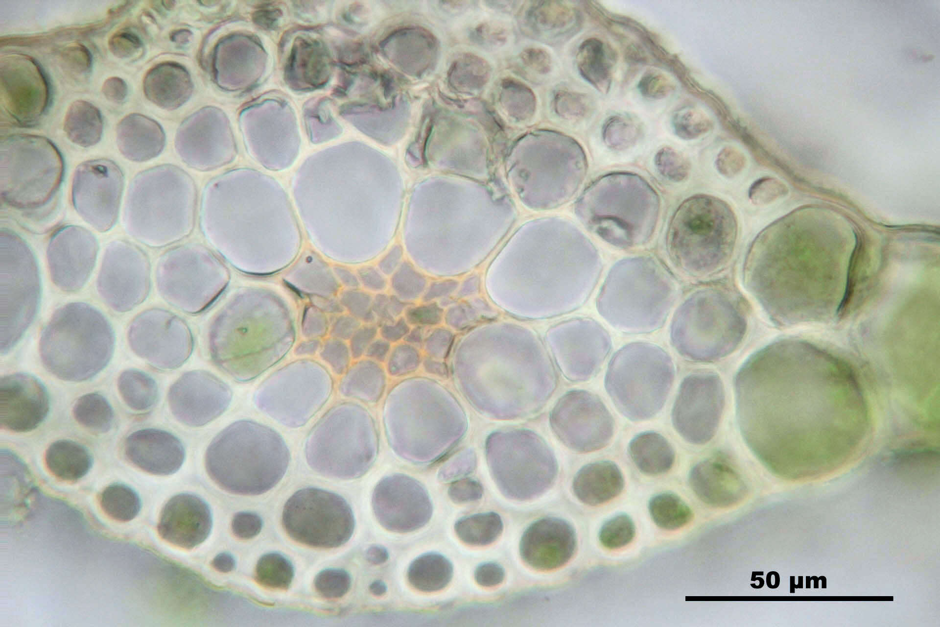 Imagem de Rhizomnium punctatum T. Koponen 1968