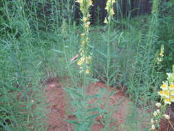 Image of Linaria vulgaris subsp. acutiloba (Fisch. ex Rchb.) D. Y. Hong