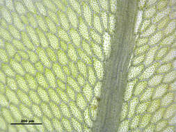 Imagem de Rhizomnium punctatum T. Koponen 1968