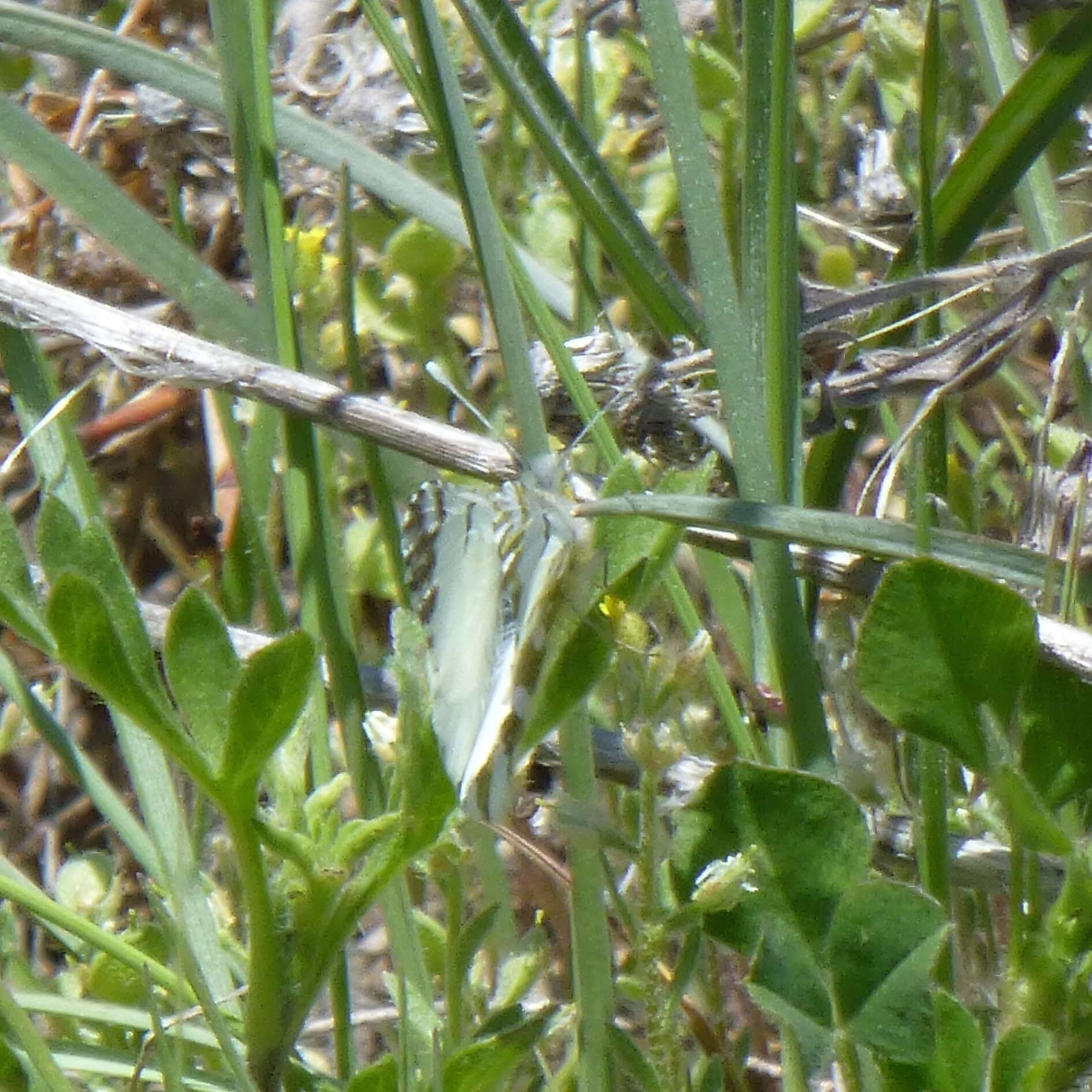 Слика од <i>Euchloe ausonides coloradensis</i>